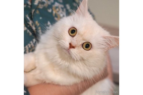みりんちゃん1枚目